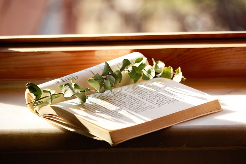 An open book with a eucalyptus branch rests on a sunlit windowsill, creating a serene and natural ambiance.